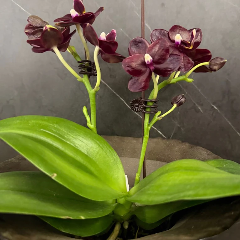 夏日黑莓2.5寸苗带花牌发货无花剑
