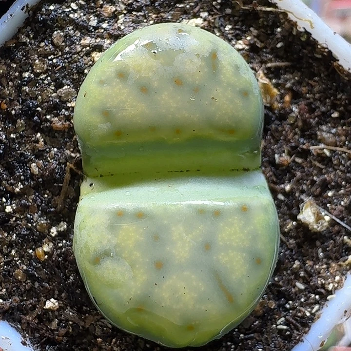 生石花1111221。 178