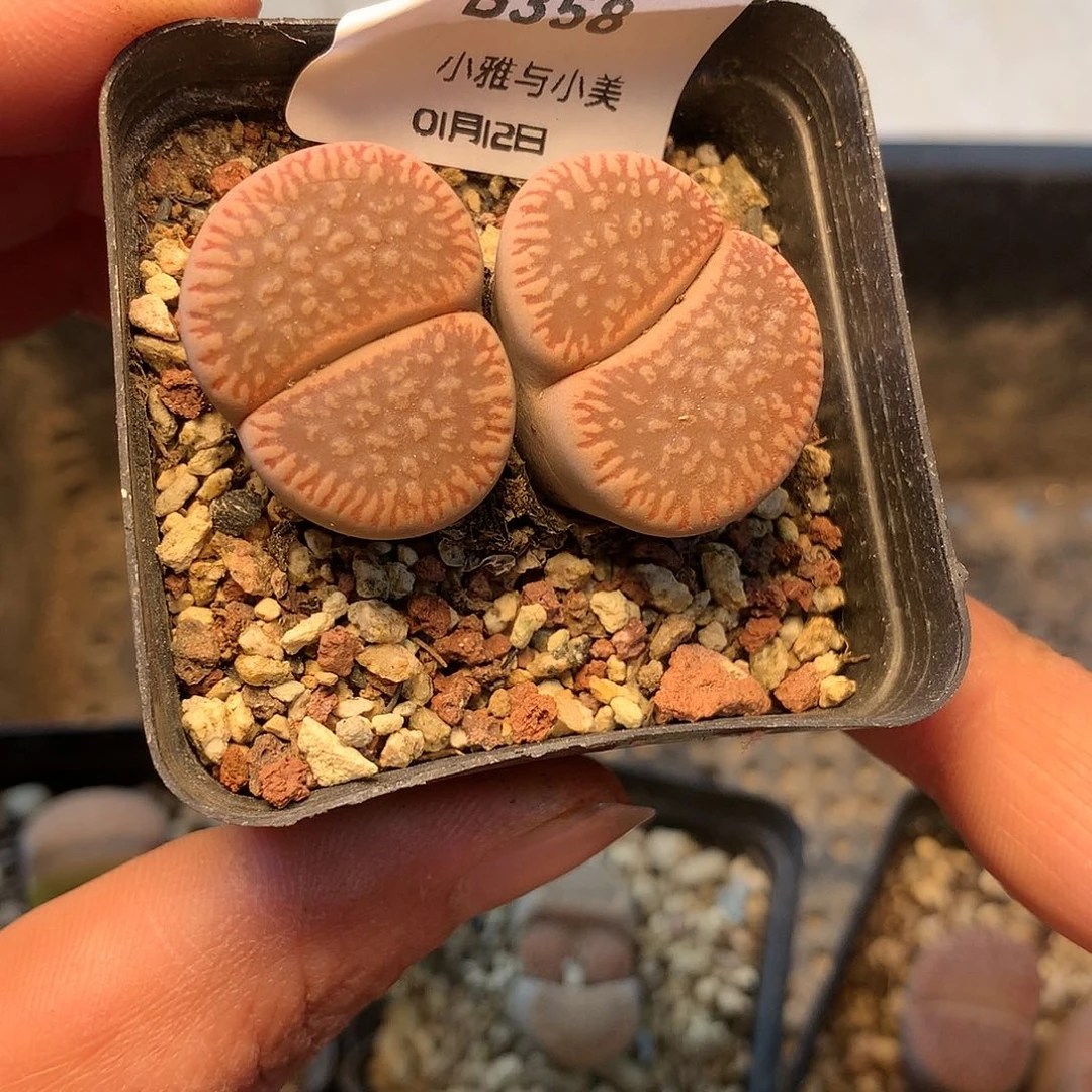 B358多肉植物保护研究所