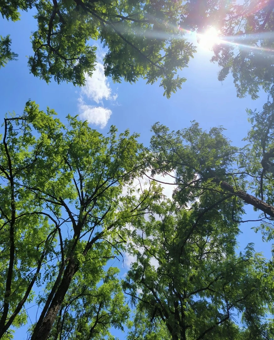 沉香海南莺歌绿1.0