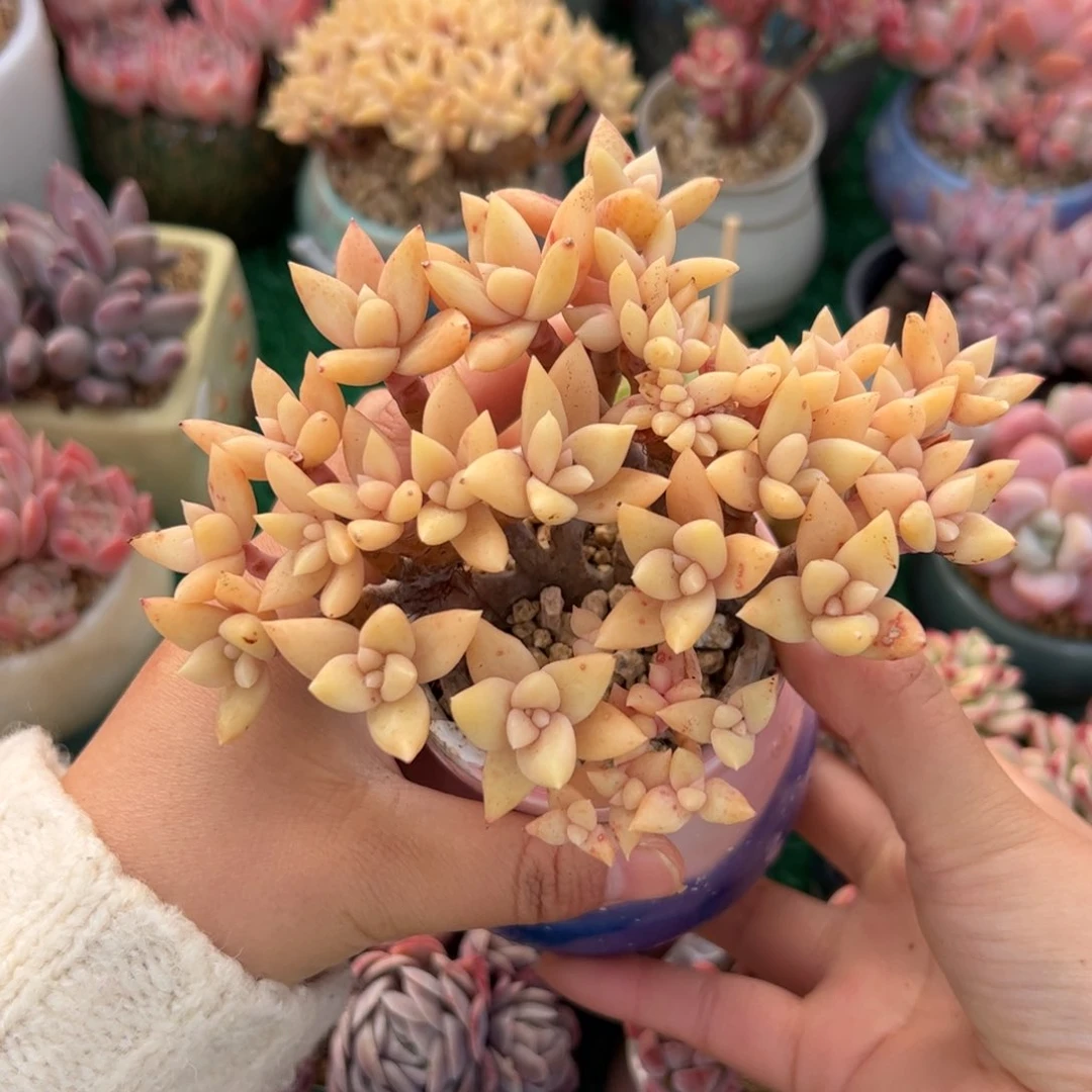 C****大508 多肉植物组合盆栽