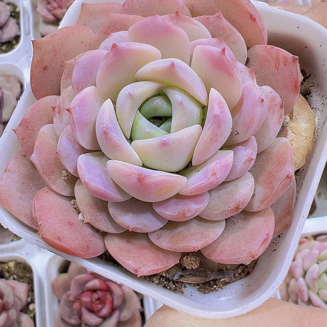 恩宠19包邮多肉多肉