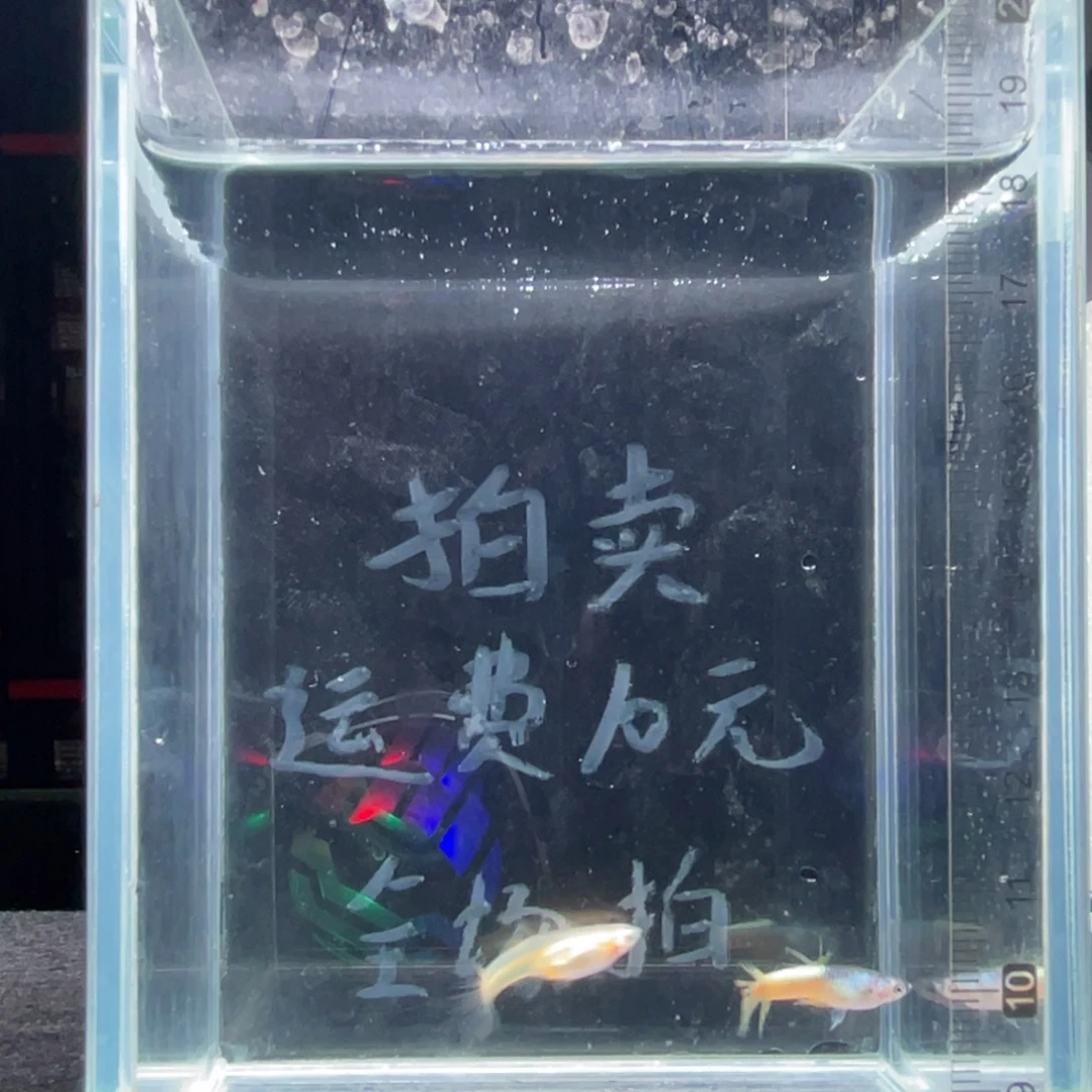 孔雀鱼粉猫冠尾亚成鱼一对