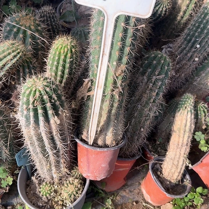 壞*儬J2毛花柱瑕疵球