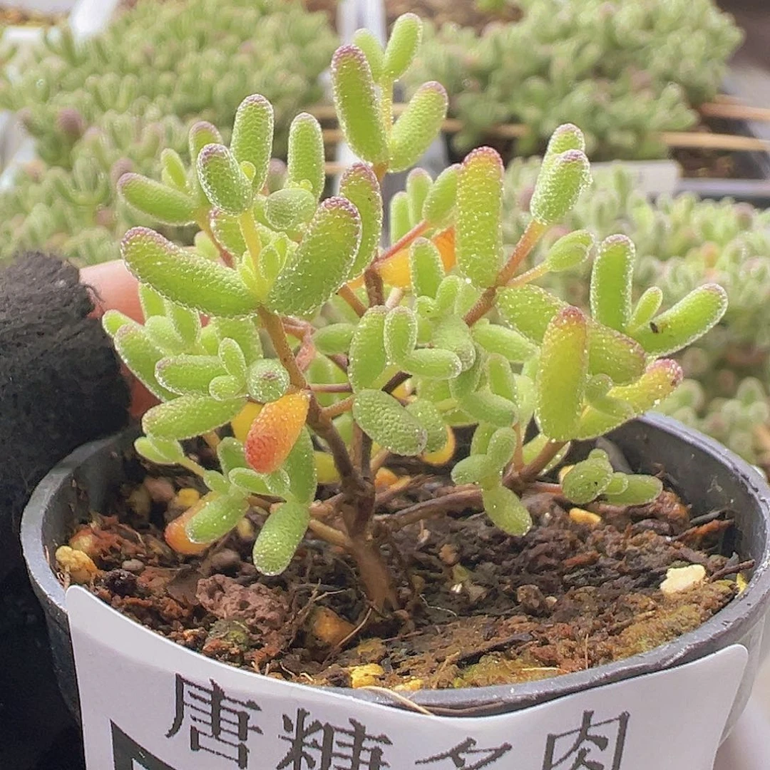 实生糖球459。