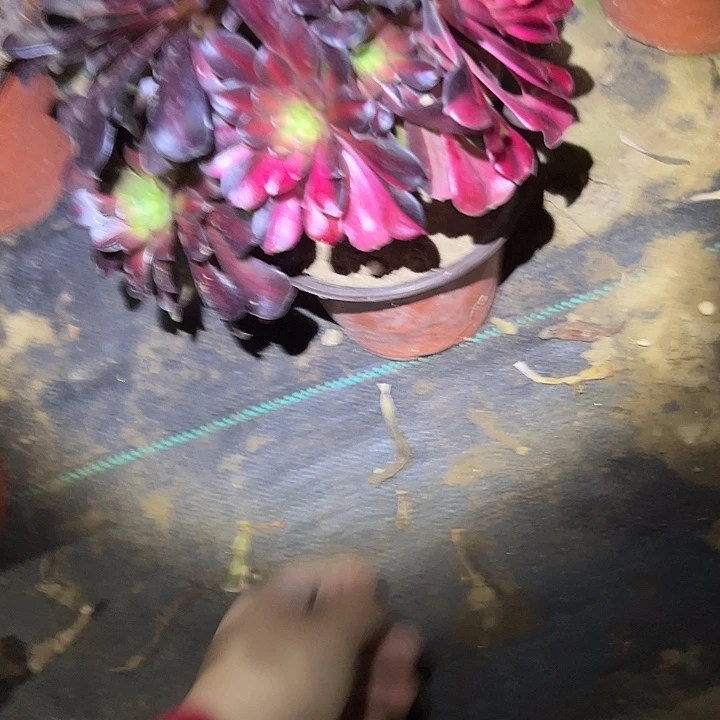 多肉法师植物链接149