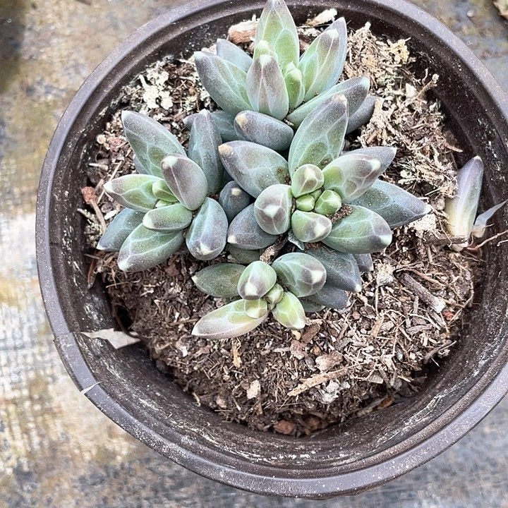 K*k240号乌拉克拉多肉