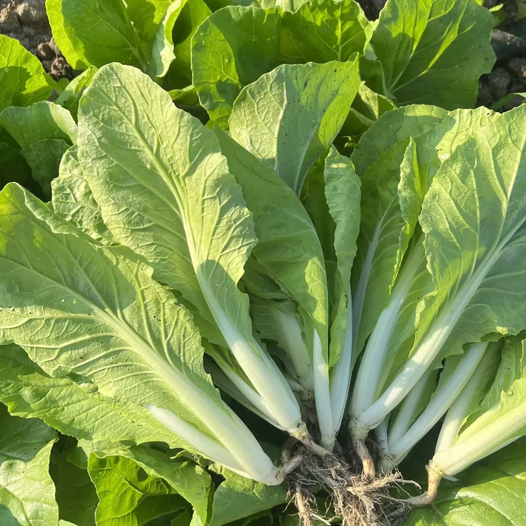 农家小白菜新鲜奶油琉璃白菜火锅菜毛白菜清甜绿叶小青菜新鲜蔬菜
