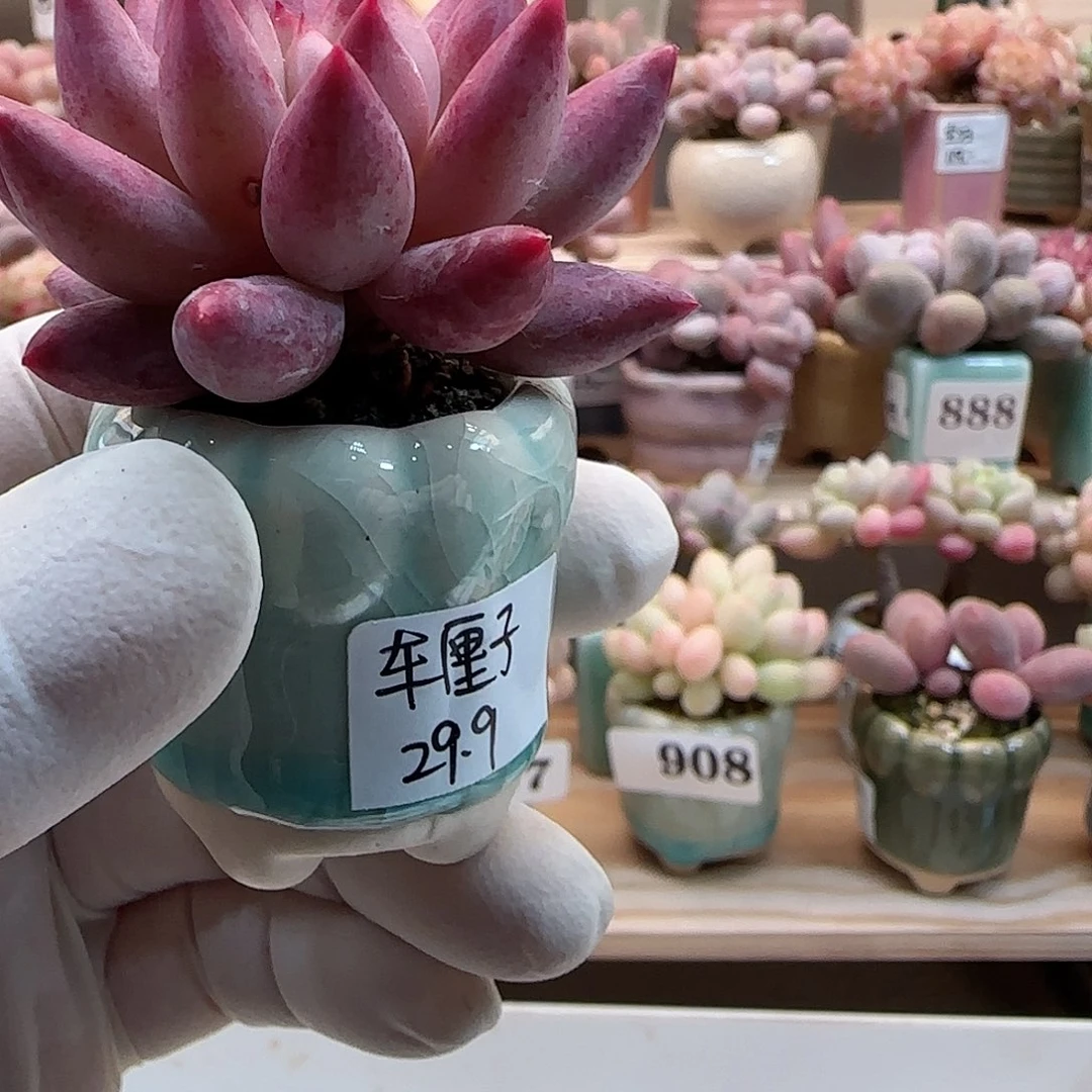 月鸣多肉植物车厘子