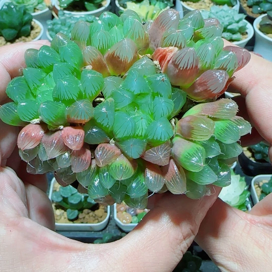 彩虹玉露多肉植物