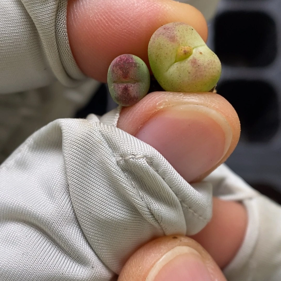 多肉植物肉锥杂交K-3283