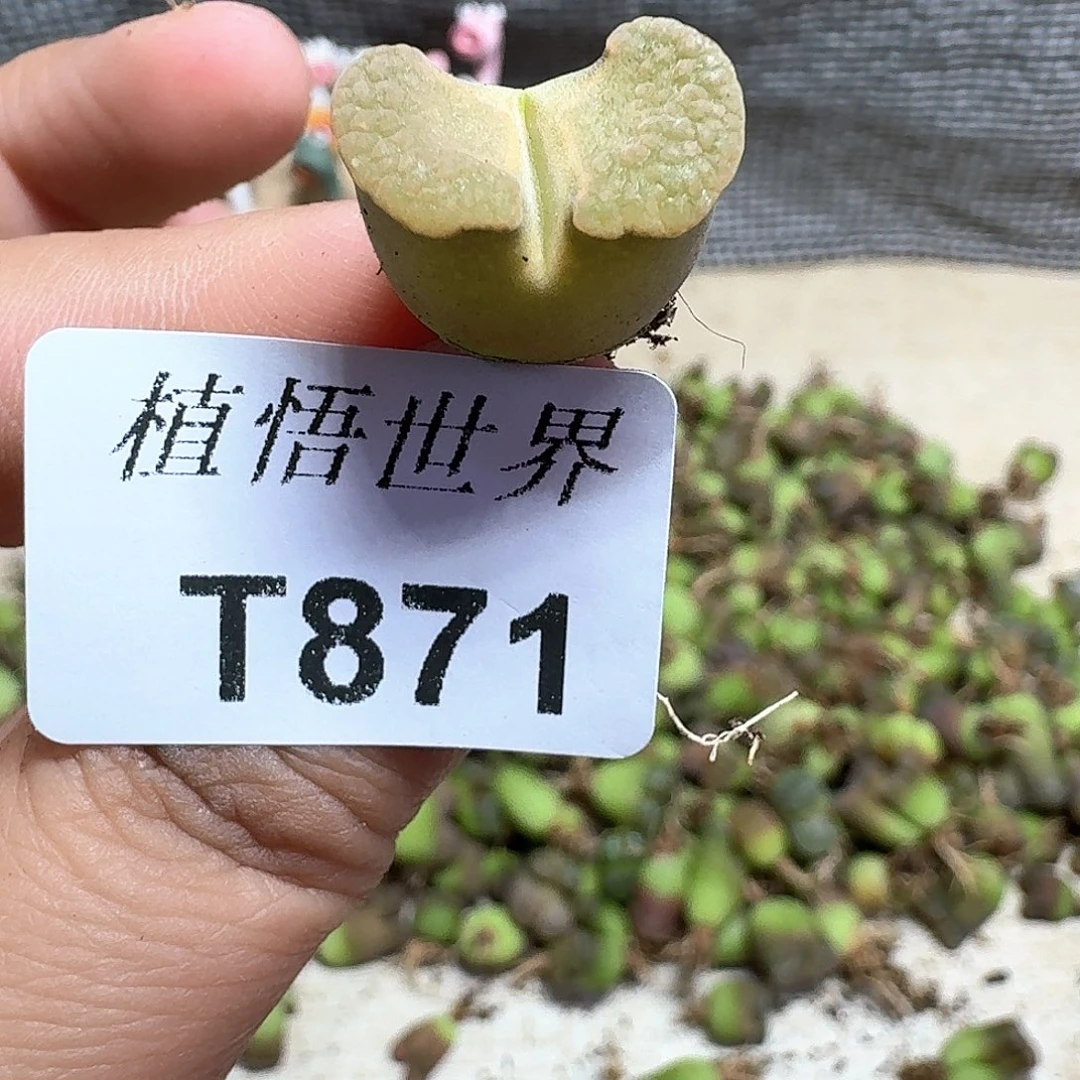 多肉植物的润泽额c g