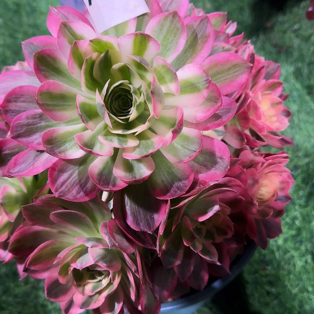 玩*了多肉植物海王720