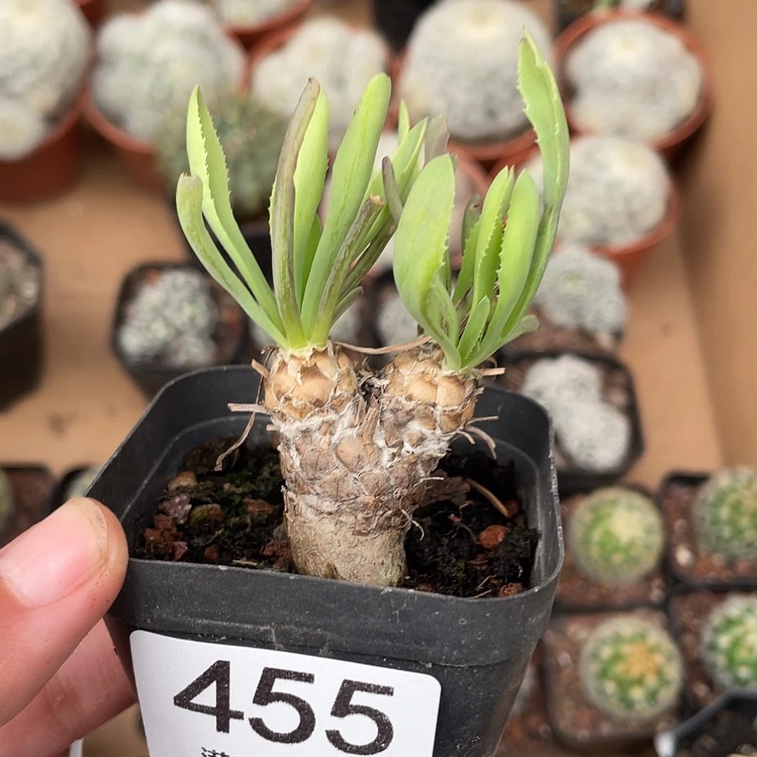 ****三455刨花厚盾菊（满18元包邮）