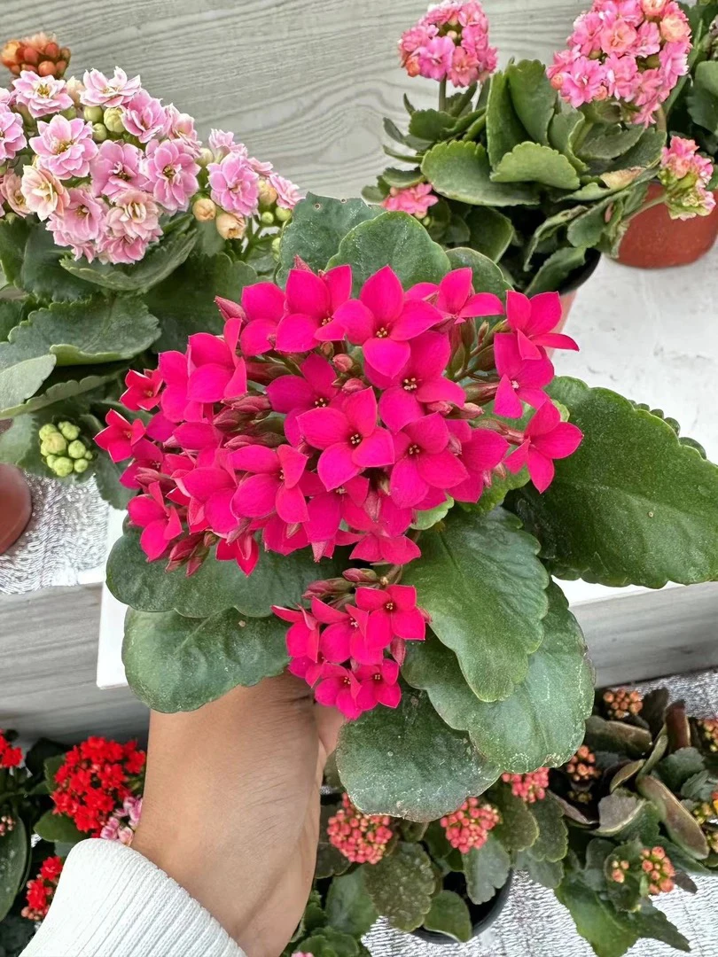 爱迪逊 《宝塔型》一代独杆 120原盆原土