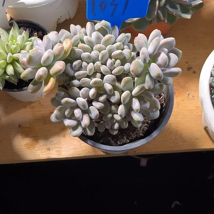 搁***忆000000000000000001031