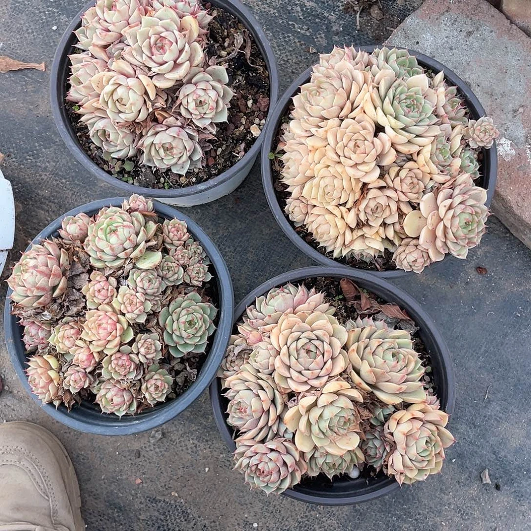 苯巴蒂斯最后四个带盆发货