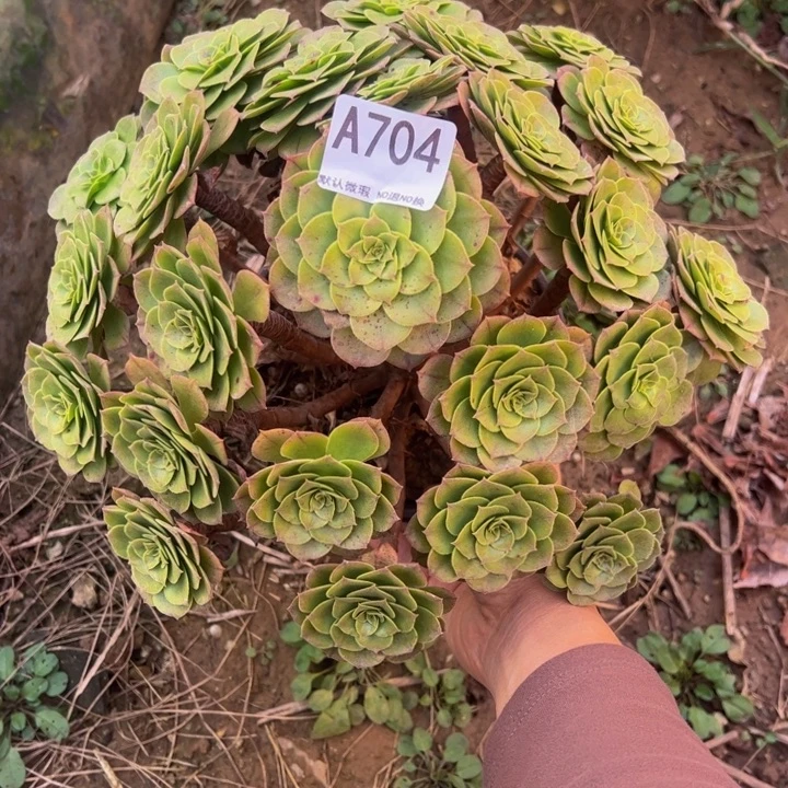 万圣节多肉植物704.