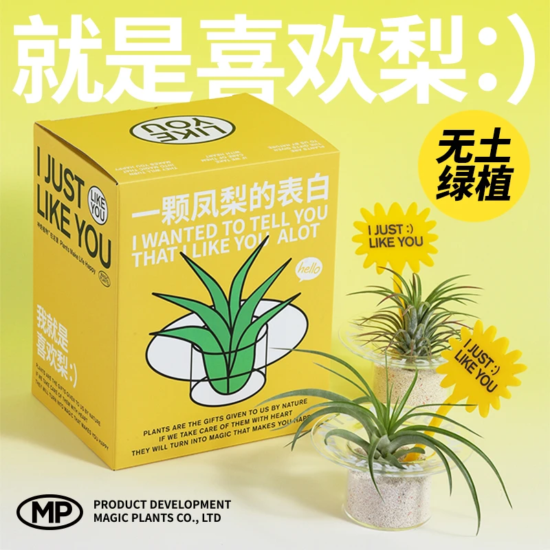神奇植物-空气凤梨无土绿植新手懒人植物桌面好养创意