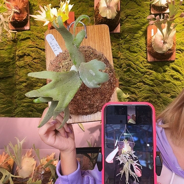 不开花植物yot 美杜莎 侧