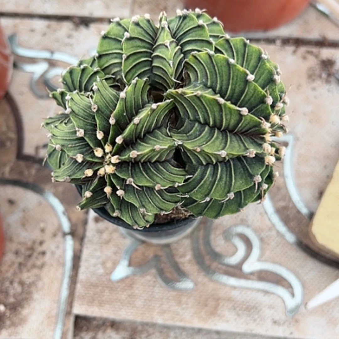 【闪购商品】花花花花