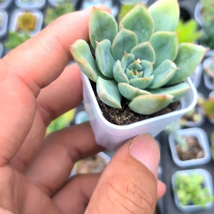 月亮仙子，满5元包邮