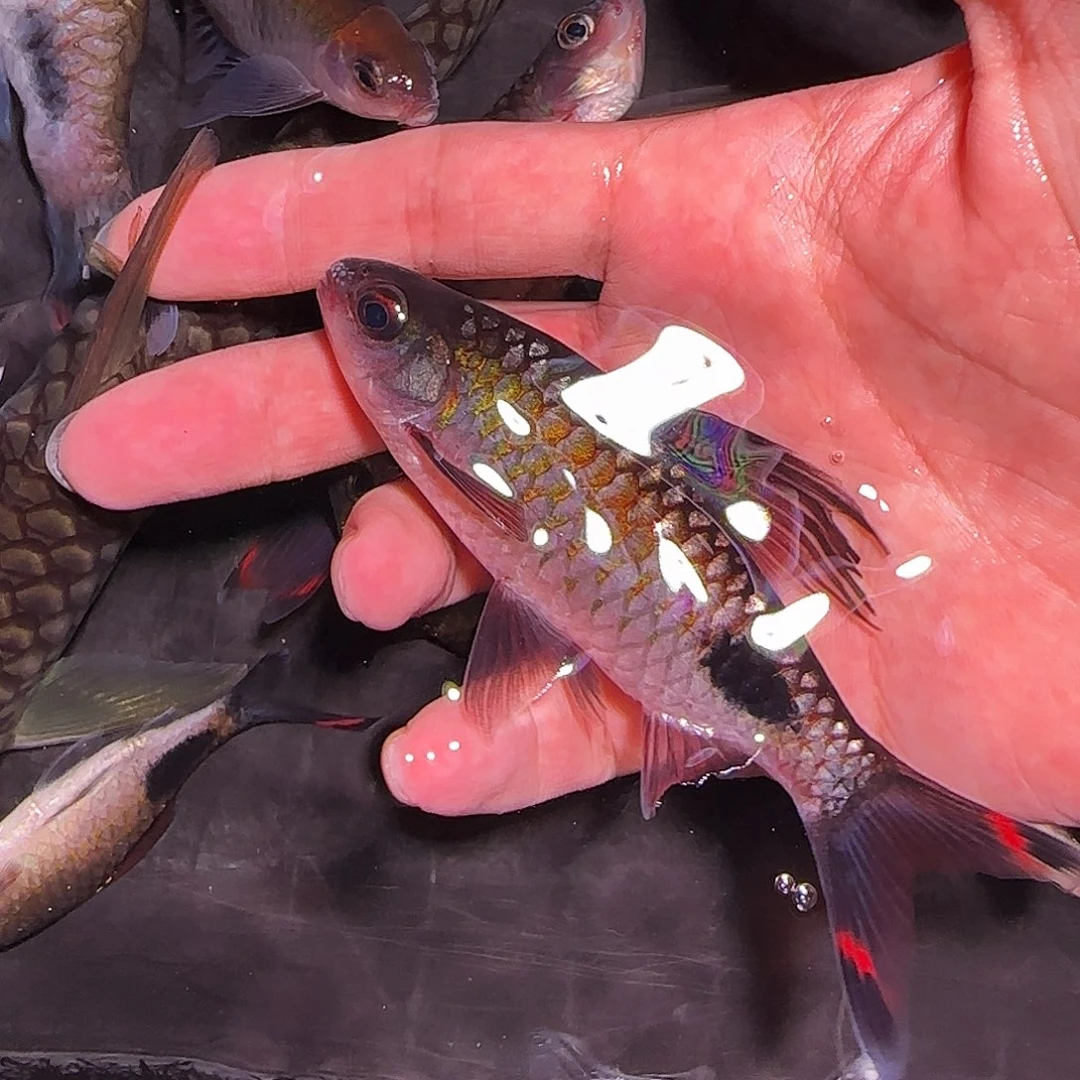 海水鱼紫红11111111