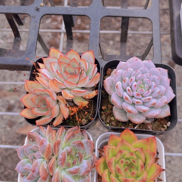 菲欧娜多➕安斯顿➕星星橙单➕红琥珀多头