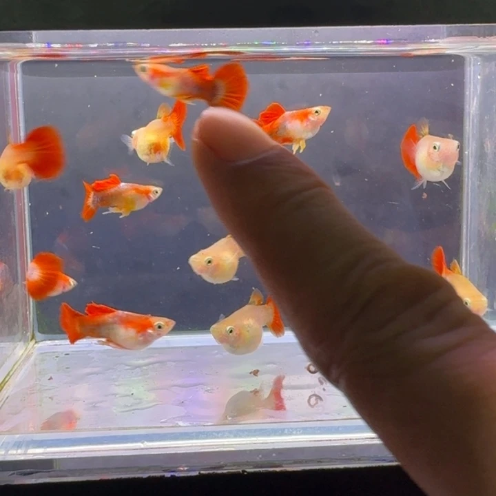 T****❤黄豹球六对六对