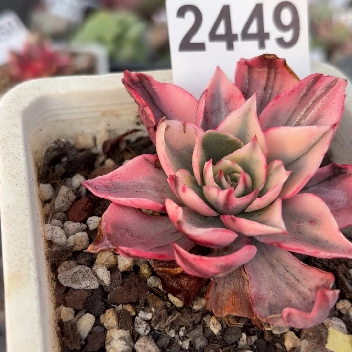 多肉植物满18包邮当场凑单