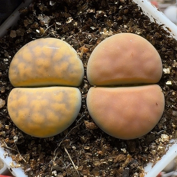 生石花111111。   579