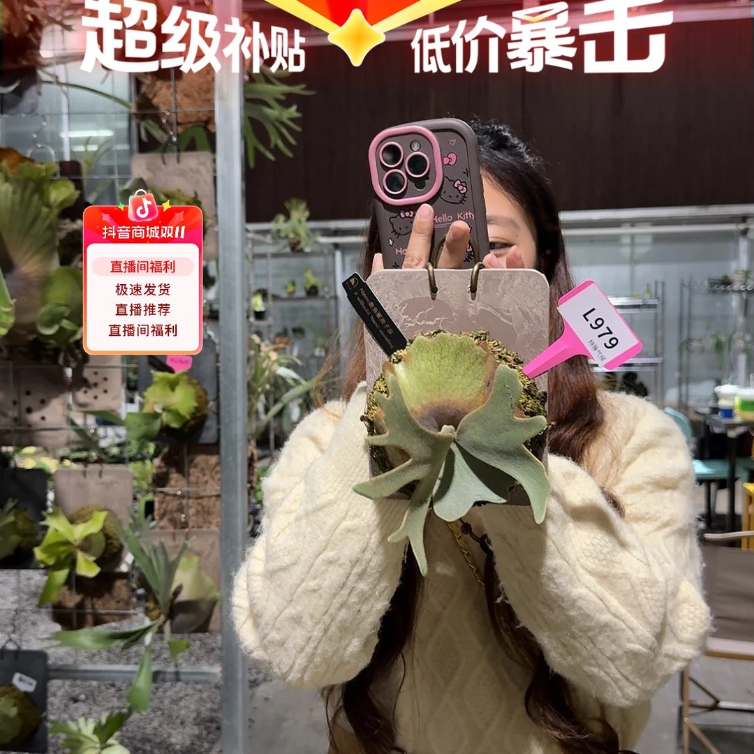 无花朵L979-nano孢子苗（叶片微瑕）