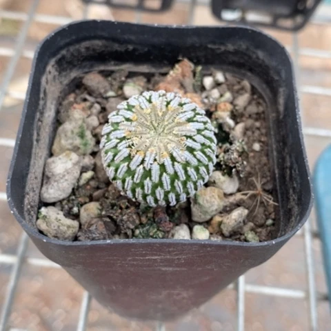 实生金巧殿2仙人球