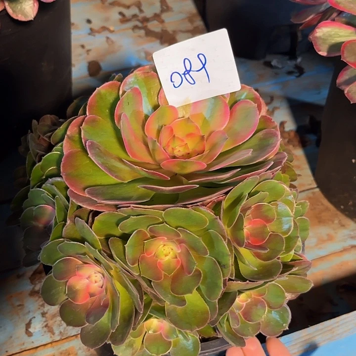 089荔枝朵朵刚发根发货