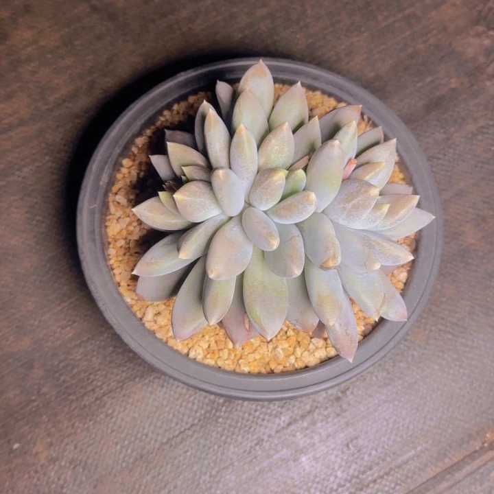 ?**燕海燕寄养111111111111