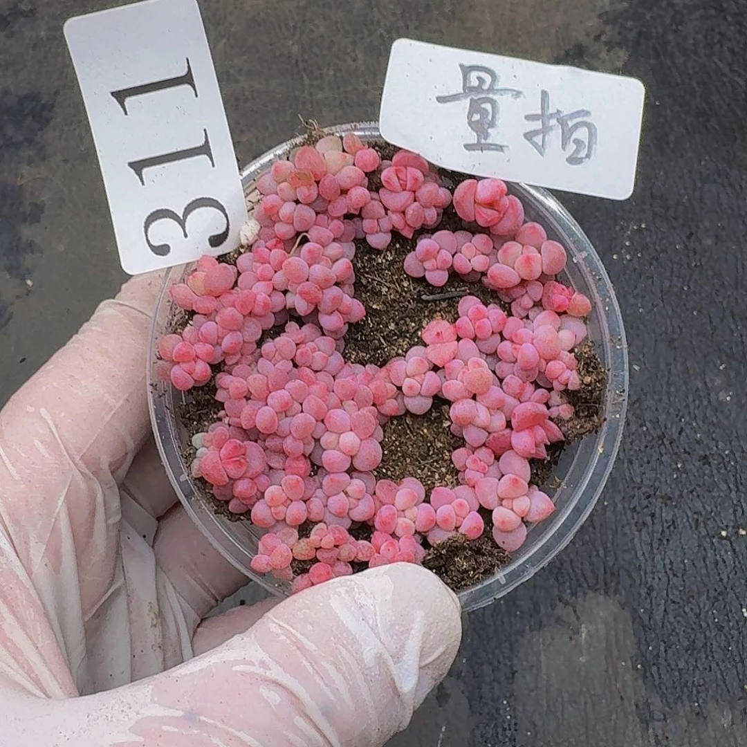 多肉植物多肉植物311量拍