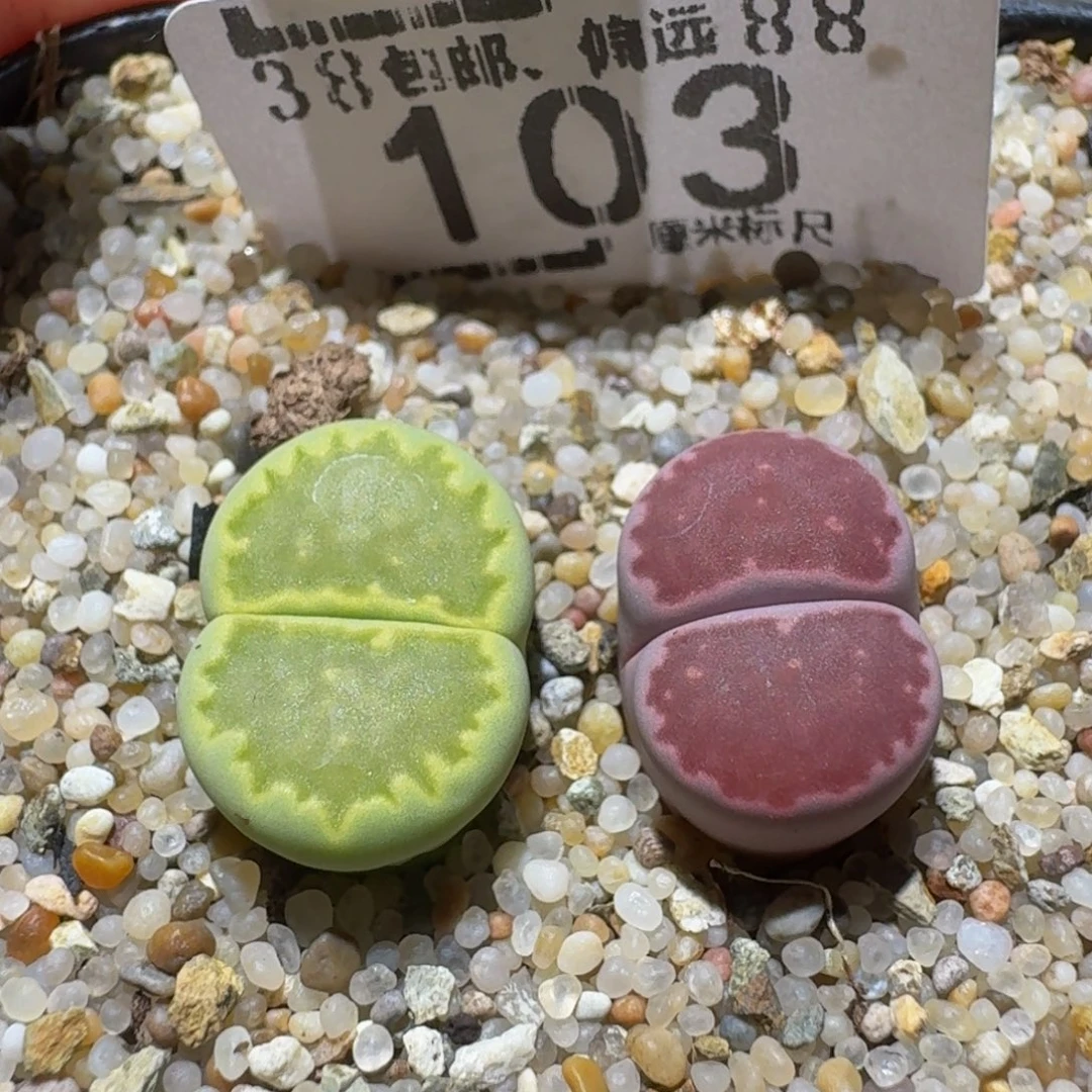 Sssss精品生石花103
