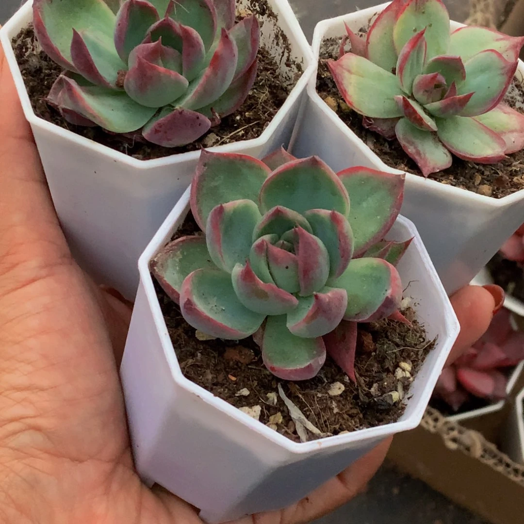 惊鸿仙子 随机。（满9.99包邮不满9.99发叶子）