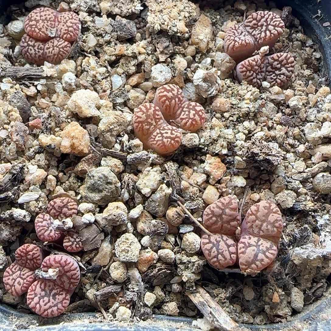 福利福利福利。  39081