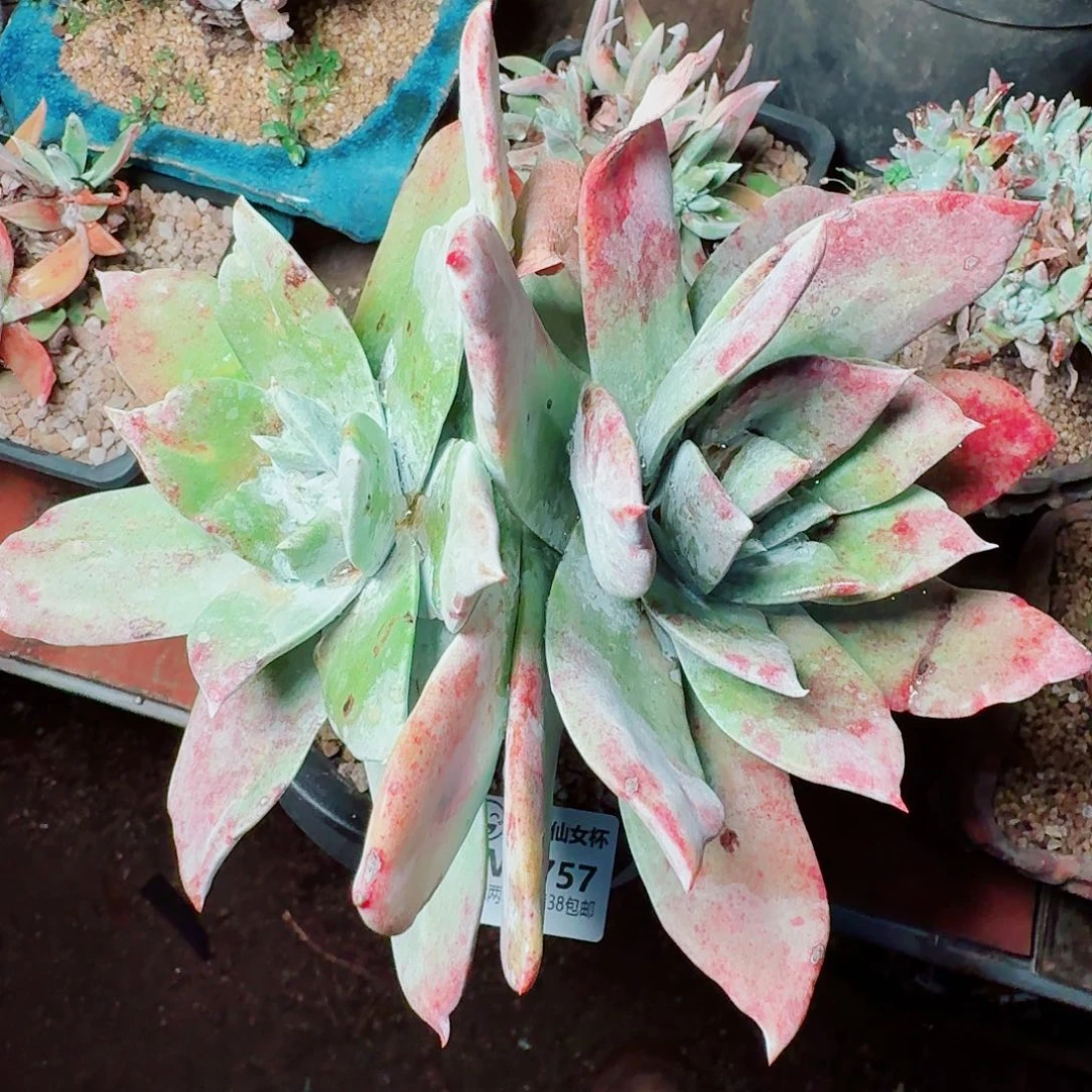 9757牡丹苹果叶仙女杯