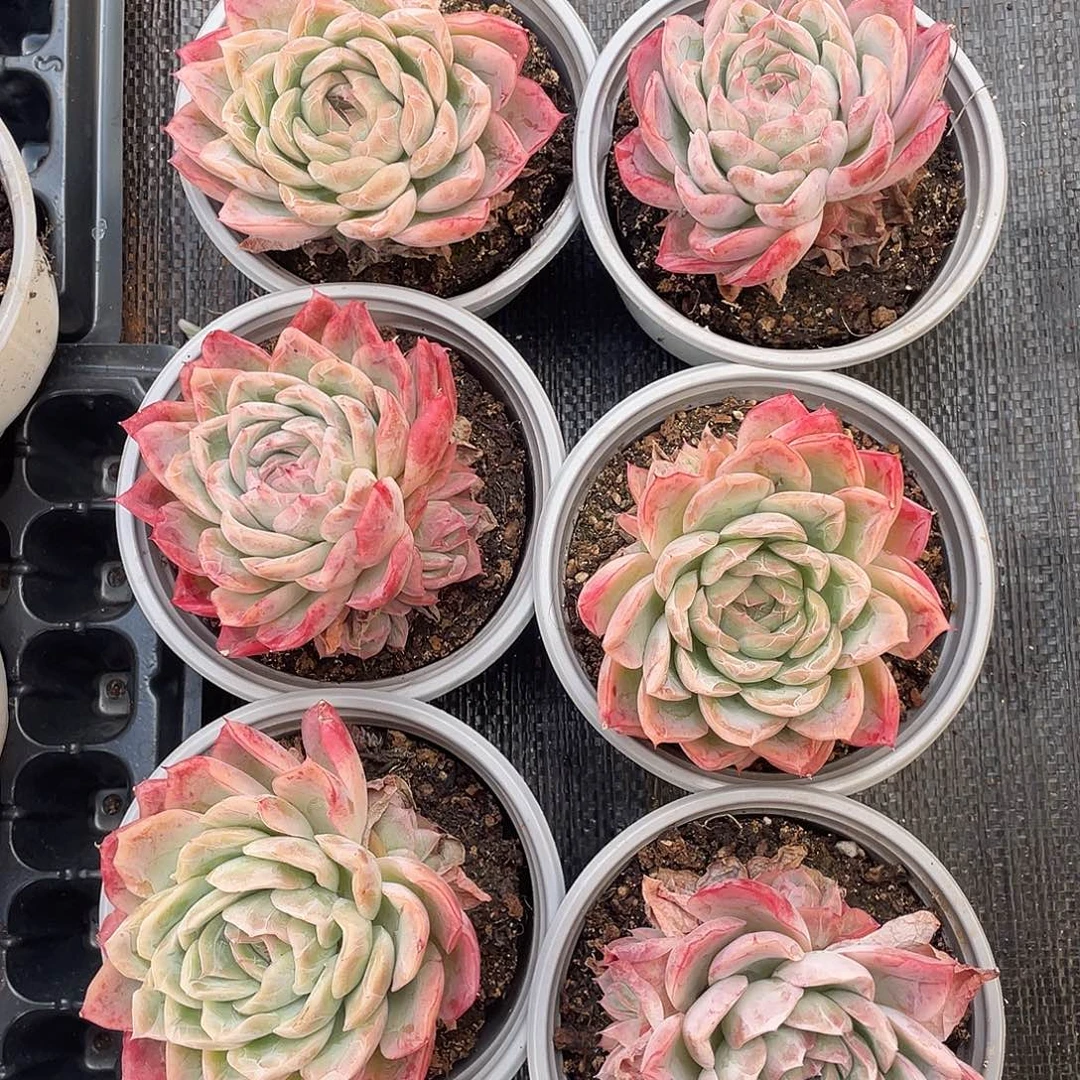 落樱六颗脱土发一物一拍