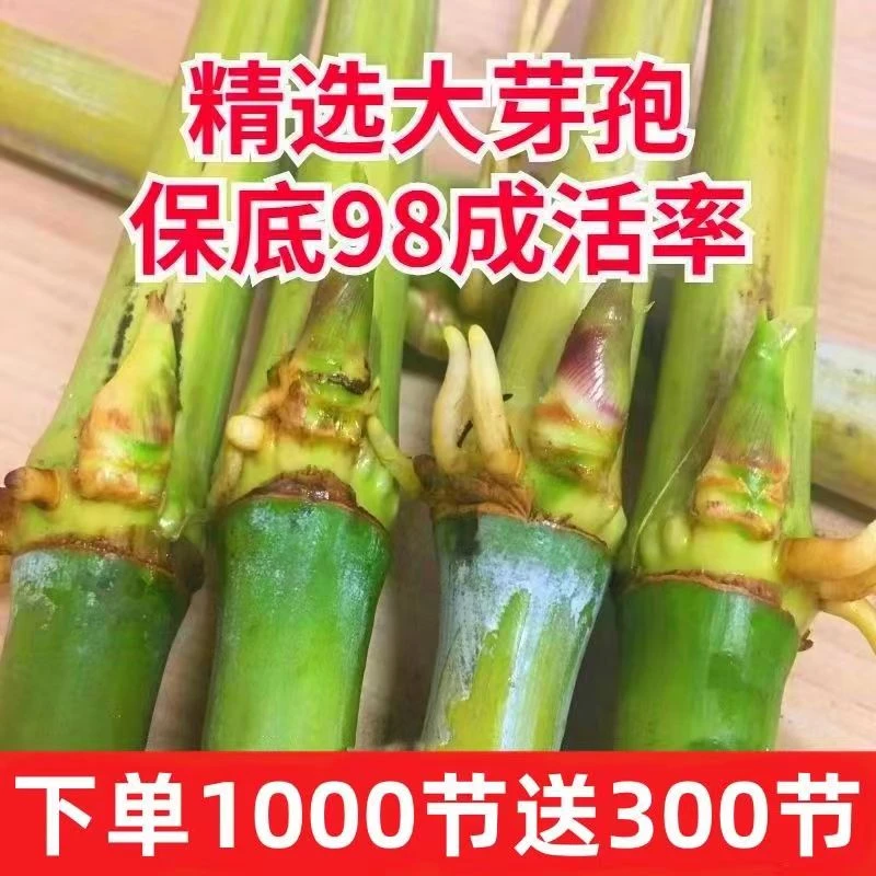 【高产牧草王】草种节四季大叶无毛冻不死牧草牲畜养殖畜牧牧草