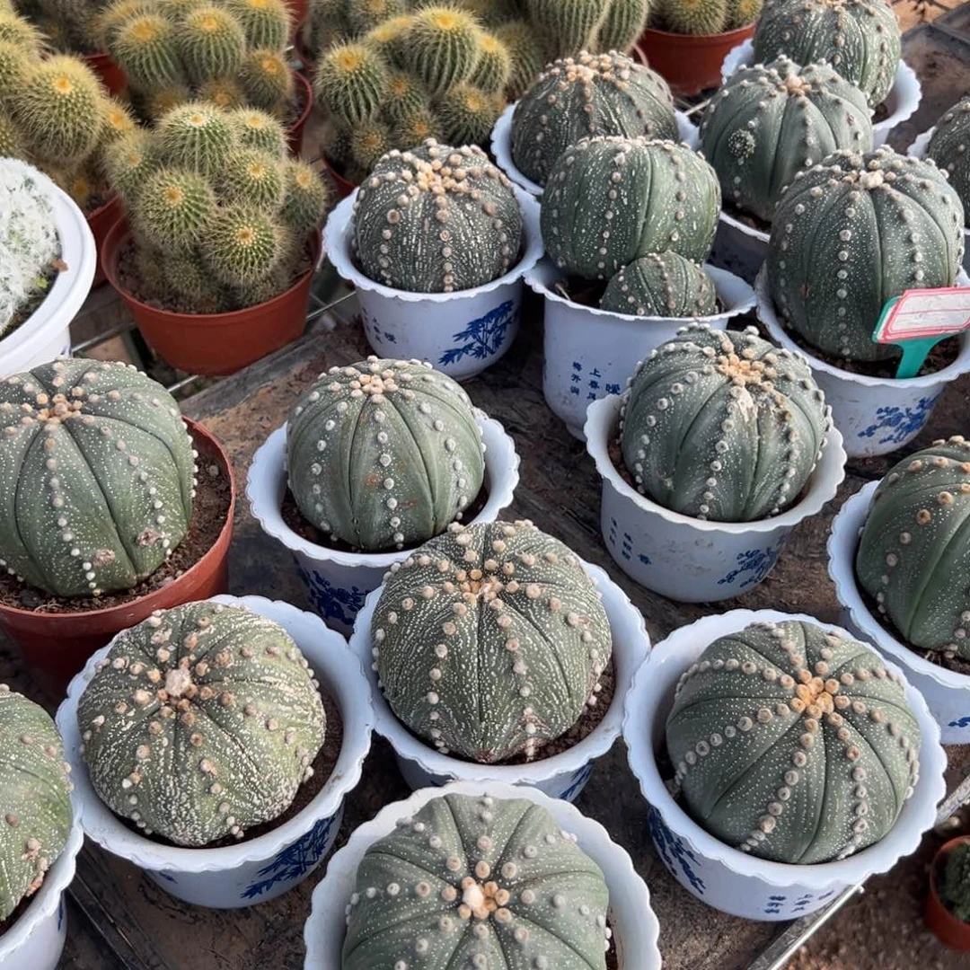 星兜随机一颗。