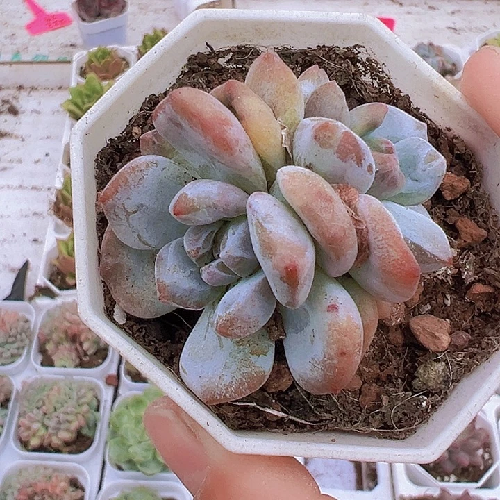 双头橙子石化19包邮