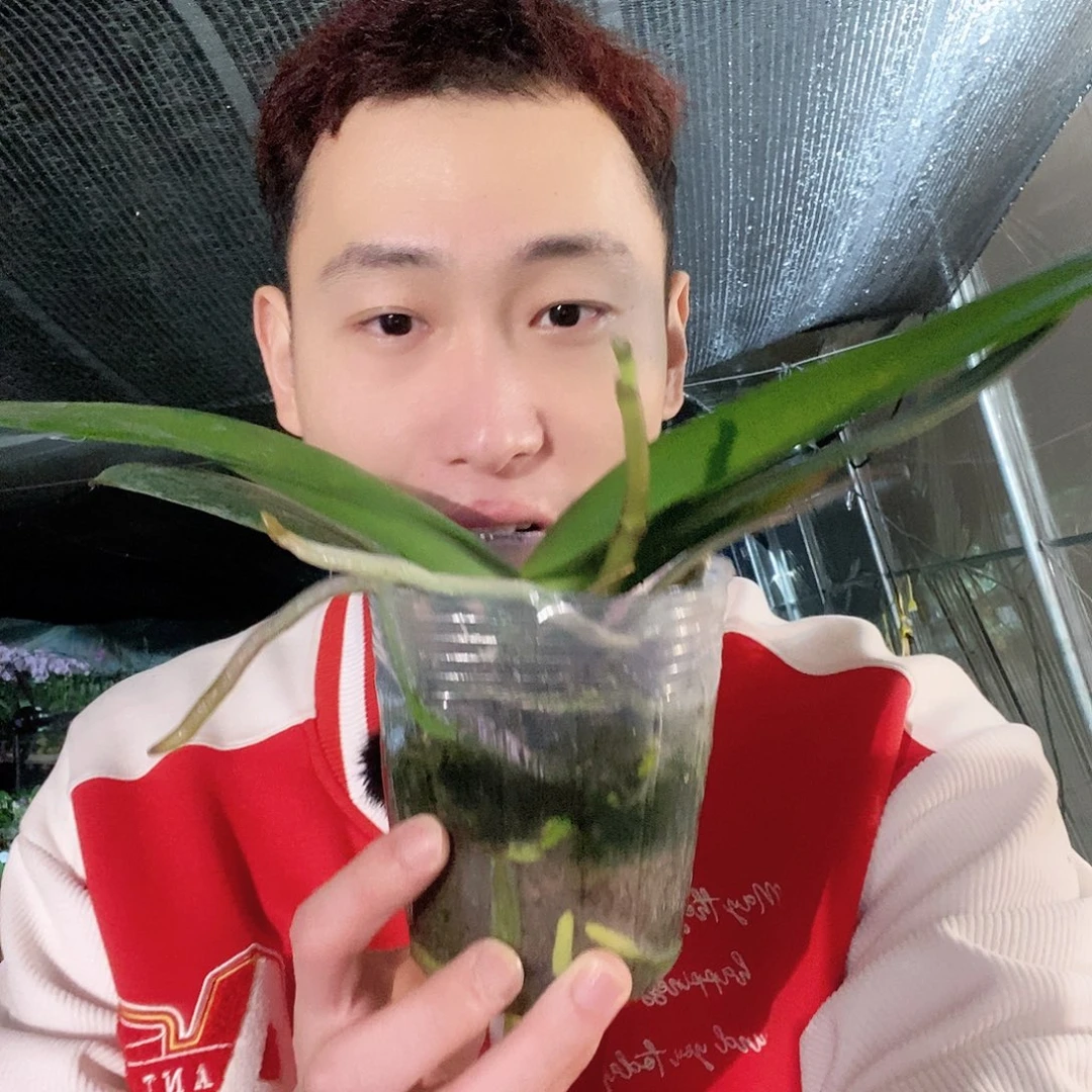 无花朵皇袍花剑蝴蝶兰