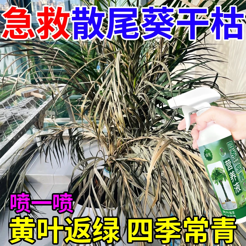 散尾葵专用肥料营养液叶子发黄促长新叶百合竹干尖掉叶绿叶盆载