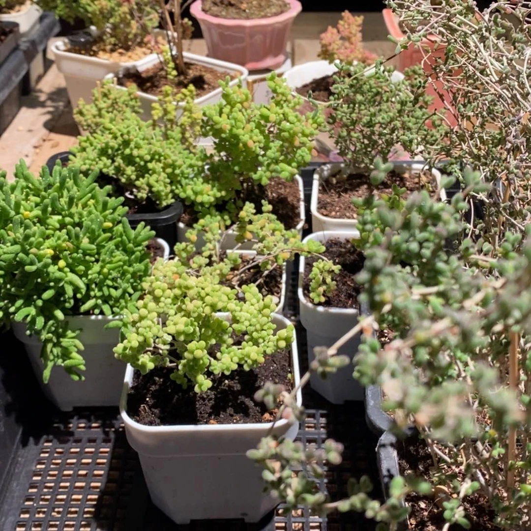 枝干番杏多肉植物589