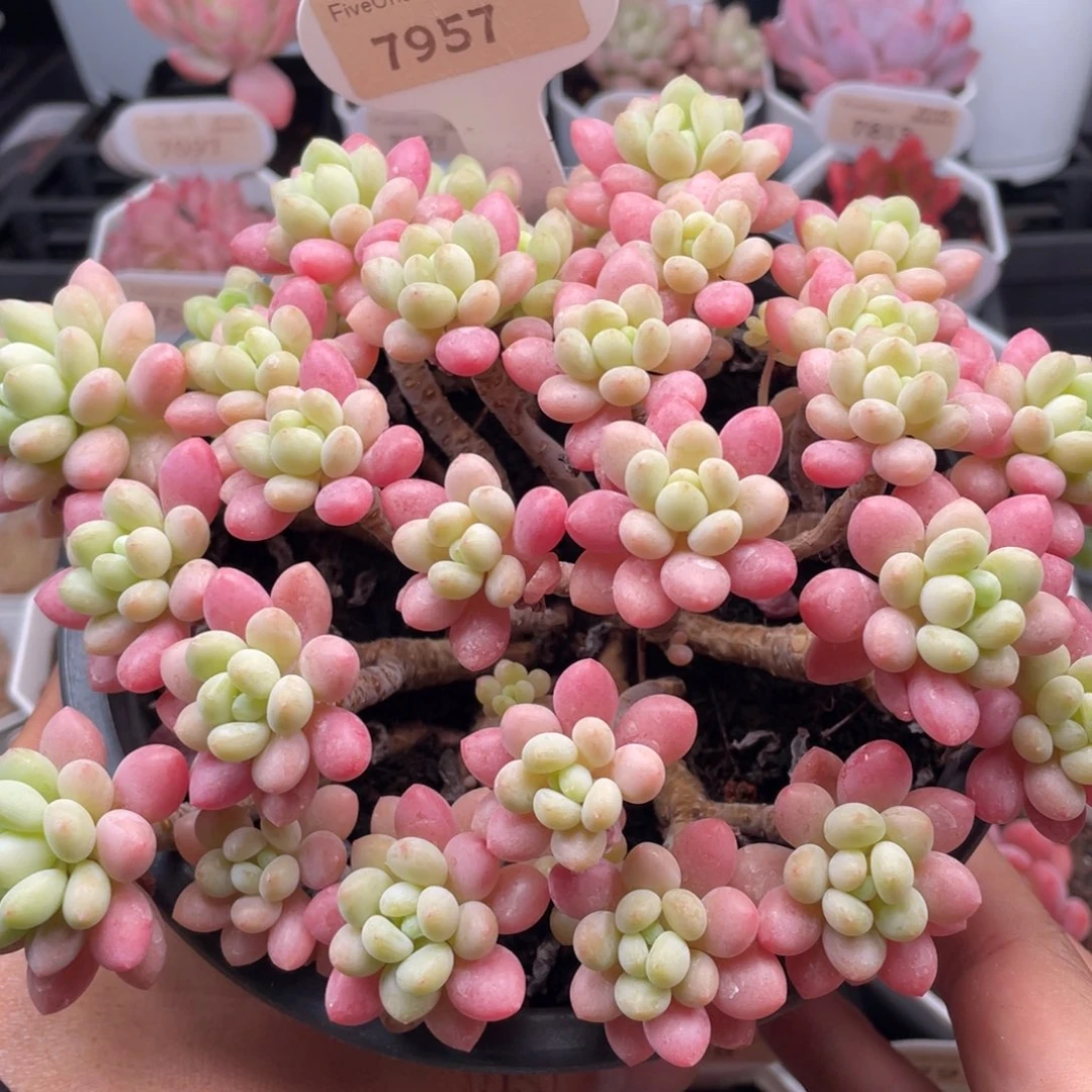 鱼子酱7957-17.5厘米