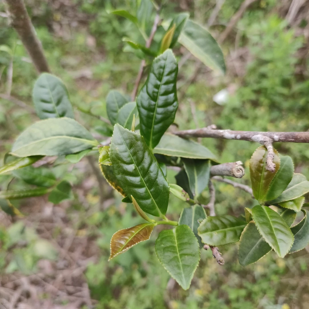 非遗制传统工艺内安溪铁观音