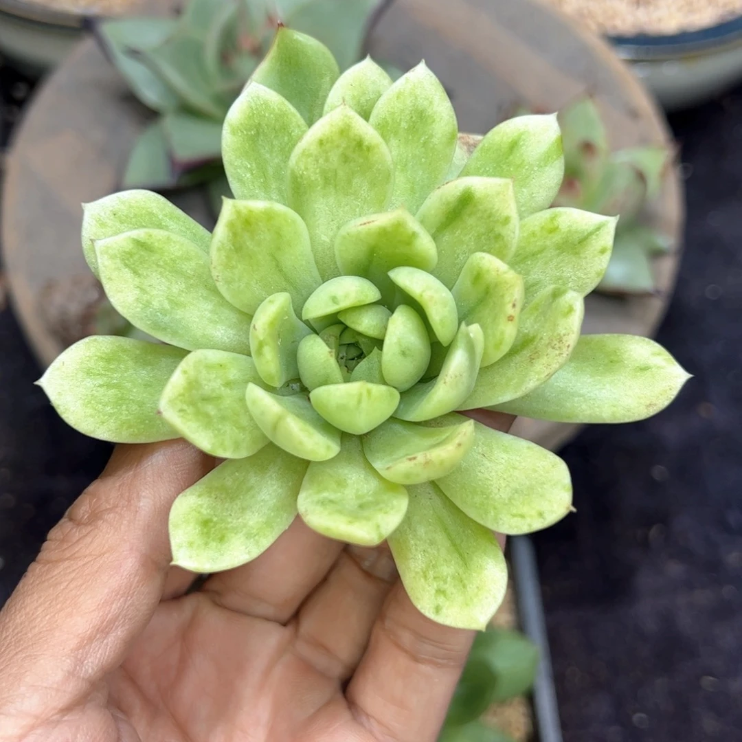 东云虎皮，多肉植物